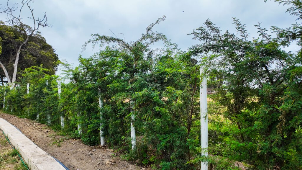 Cerco Vivo Perimétrico Lotes 300 m2 para casa de campo en Brisas de Naylamp Lambayeque